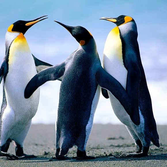 Meet your Posher, Kris - Picture 1 of 1